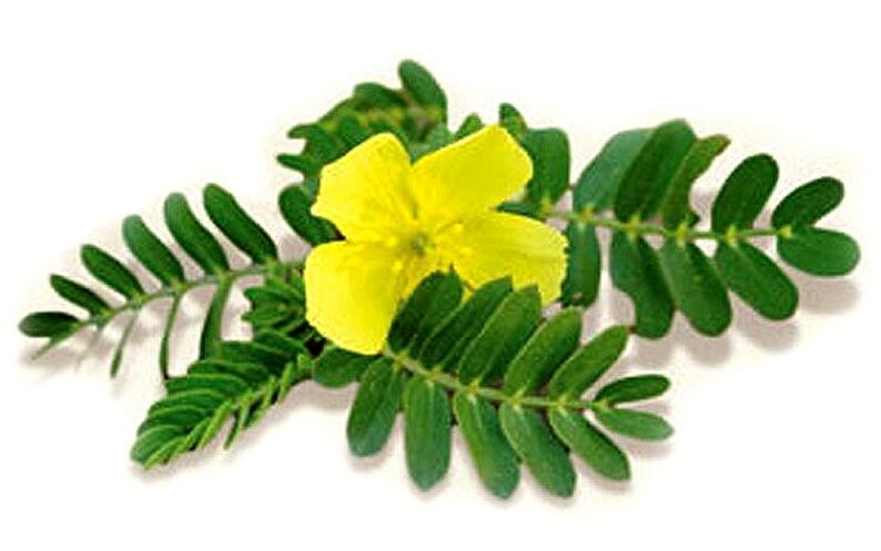 Gluconol enthält Tribulus terrestris